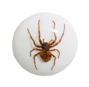 Ghost <b>Spider</b> Real Specimen <b>Plastic</b> Cabochon Round 38x38 mm White Flat Bottom for Crafts and Jewelry Making - Product Image 6
