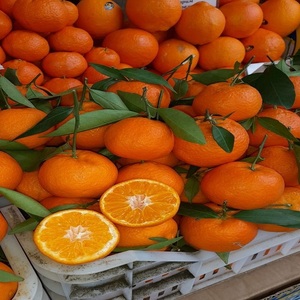 Oranges fraîches de qualité supérieure, agrumes de première qualité pour la vente au détail, la transformation en jus et l'exportation mondiale - Product Image 3