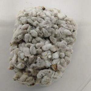 Ingrediente Natural de Semillas Oleaginosas, Incluyendo Semillas de Algodón Procesadas Después de una Criteriosa Selección, con Bolsas de Exportación para Pedidos de Compradores al por Mayor - Product Image 6