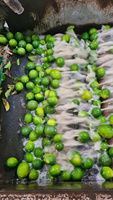 Vietnam Export Kwaliteit Pitloze Citroenen Heldergele Schone Huid Sappige Pulp Perfect Voor Sappen Koken En Wereldwijde Consumenten
