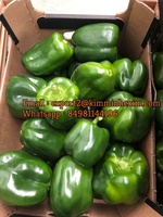 Poivron ou capsicum de couleur variée frais, rouge, vert, jaune, origine Vietnam