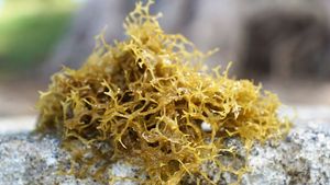 Algas Marinas Secas Tipo Coral Naranja Frescas, Naturales, Orgánicas, de Primera Calidad, de Jawa Timur, Indonesia, para Uso Herbal - Product Image 4