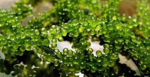 Ato-algas marinas, producto de origen de uva EA - Product Image 2