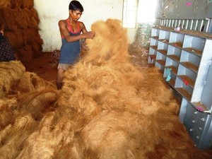 เส้นใยมะพร้าวคุณภาพพรีเมียม ทนทานต่อความชื้นและมีอายุการใช้งานยาวนาน เหมาะสำหรับการออกแบบเชือก/เสื่อ/แปรง และผ้าใยสังเคราะห์ - Product Image 4