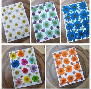 Paquete de 12 Unidades de Flores Secas Prensadas de Color Plateado, Serie de Paquetes Mixtos para Scrapbooking, Resina Epoxi, Planta Natural Ecológica - Product Image 2