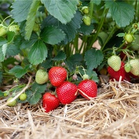 Koop exportprijs IQF Zwarte bramen geheel IQF diepvriesfruit China groothandel verse zwarte bramen 25kg