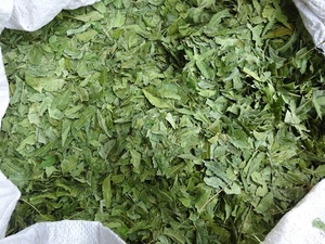 Feuilles de Neem indien Terra Bio (coupées pour le thé) les plus vendues du Tamil Nadu - Durée de conservation de 18 mois pour extrait à base de plantes et préparation de thé - Product Image 5