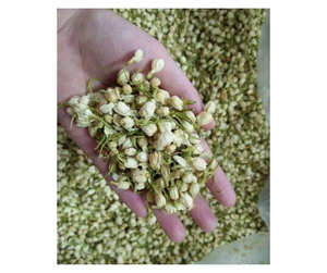 Fleurs de jasmin séchées de haute qualité du Vietnam - Ingrédient floral aromatique pour commande en gros - Product Image 5