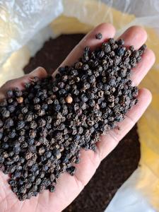 Pimienta Negra Premium 500-550 GL, Granos Enteros, Alto Contenido de Piperina, Calidad de Exportación Natural, Bolsas de PP de 25/50 kg, APSS Tradesphere - Product Image 5