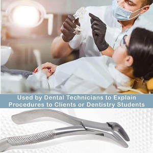 Instrumentos Quirúrgicos Dentales de Acero Inoxidable para Extracción de Molares Superiores, en Oferta - Product Image 4