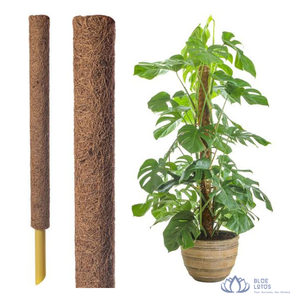 [VENTE CHAUDE] Piquet de soutien pour plantes grimpantes en fibre de coco écologique, pour plantes d'intérieur, fournitures agricoles, Vietnam BLUE LOTUS - Product Image 1