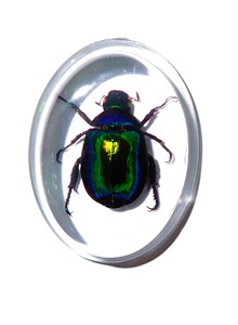 Escarabajo Colorido, Espécimen Real, Cabujón de Plástico Ovalado 31x41 mm, Base Plana Transparente, Marca NA Moderna para Manualidades y Joyería - Product Image 2