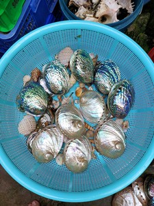 DISPONIBLES | Kit de matériaux pour micro-paysages en coquillages marins pour la décoration de fêtes et les projets de bricolage – Vietnam - Product Image 4