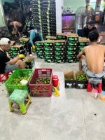 Récolte de citrons frais sans pépins du Vietnam Saveur naturellement sucrée et acidulée Qualité durable Emballé pour l'exportation dans le monde entier