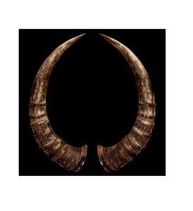 Buffalo Horn Natural Water <b>Decorative</b> Item Modern Living Room Indoor Eco-Friendly Customizable Home <b>Decor</b> Best Gift - Product Image 1