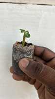 Bloc de tourbe de coco KL Export, biodégradable, respectueux de l'environnement, substrat à haute rétention d'eau, léger, hydroponie sans terre