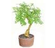 ต้นมะรุมนำเข้า ดีไซน์ทันสมัย โดดเด่นไม่ซ้ำใคร ของตกแต่งบ้าน ขายส่ง - Product Image 2
