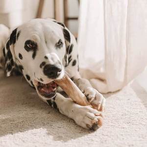 Bâton à mâcher pour chien en bois de café écologique vietnamien - Durable, sûr, naturel, jouet de nettoyage des dents et d'exercice longue durée pour chiens - Product Image 4