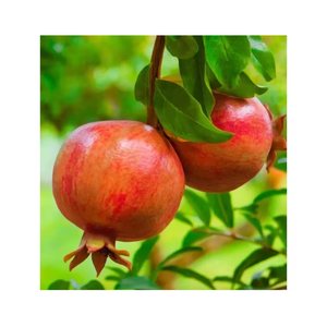 Granadas Frescas, Fruta Roja Premium Seleccionada para Procesamiento Alimentario, Suministro al por Mayor - Product Image 5