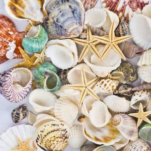 Collection de coquillages naturels mélangés pour la décoration d'aquariums et les accessoires photo créatifs - Product Image 1