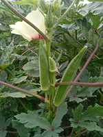 Benih Hibrida Okra Bhindi SALONI F1 Buah Hijau Tua Kemurnian 99% Daya Tumbuh 85% Moon Star 5g-1kg