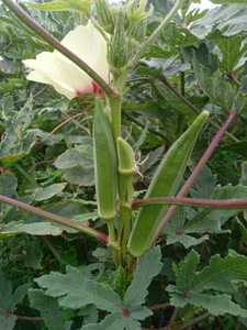 Semillas Híbridas SALONI F1 de Okra / Bhindi - Product Image 4