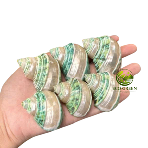 Coquilles turbo naturelles pour aquarium et crabes ermites, coquillages polis en vert, blanc, marron pour la décoration côtière et l'artisanat - Product Image 2