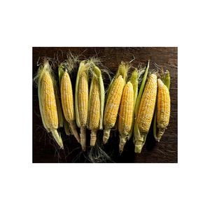 Maíz Amarillo para la Industria Alimentaria, Grano de Alta Calidad para Uso en Aves de Corral y Ganado - Product Image 1