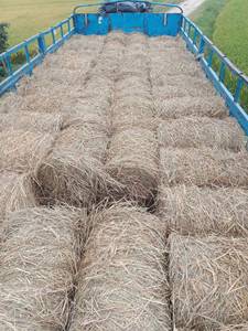 Rouleaux de paille vietnamiens de qualité supérieure Solution durable et écologique pour diverses applications - Product Image 4