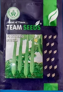 Cradle of Life Ridge Guard Seeds for Farming-High-Yield Green Vegetables Seeds - Product Image 5