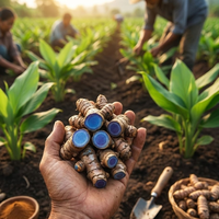 Cúrcuma Negra Kali Haldi Fresca de Exportación, Raíz Herbal de Curcuma Caesia de KAMADHEI AGRO FARM para Bienestar y Tradiciones Espirituales
