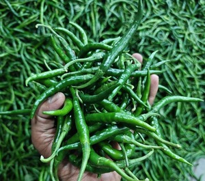 Chiles Verdes Frescos, <span class=keywords><strong>Sabor</strong></span> Natural, Picantes, Esenciales para la Cocina, Calidad Fresca <span class=keywords><strong>de</strong></span> Granja, <span class=keywords><strong>Sabor</strong></span> Premium, Caja <span class=keywords><strong>de</strong></span> Cartón <span class=keywords><strong>de</strong></span> 4.5 kg, Tamil Nadu, India - Product Image 3