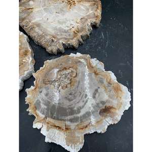 Tranche de bois pétrifié naturel indonésien 25x25x2 cm, bois poli, décoration et plaque de collection - Product Image 4