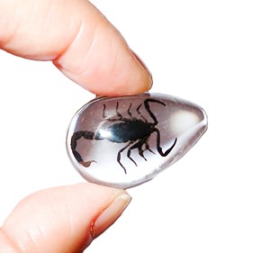 Cabochon Black Scorpion Real Specimen Pear Shape cut <b>top</b> 33x22 mm Clear Flat Bottom for Crafts and Jewelry Making - Product Image 3