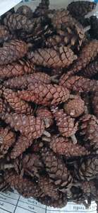 Piñas de Pino Naturales de Vietnam, Material Botánico Seco para Coronas Navideñas, Decoración de Árboles, Centros de Mesa, Manualidades y Diseño de Regalos - Product Image 3