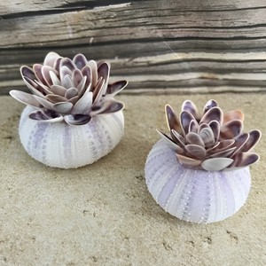 Flower <b>shell</b> <b>ornament</b> coastal decor natural crafts low price handmade seashell flowers Vietnam supplier - Product Image 1