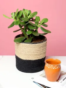 All-Purpose Set of 3 Jute <b>Basket</b> <b>for</b> Storage & <b>Plant</b> Styling - Product Image 3