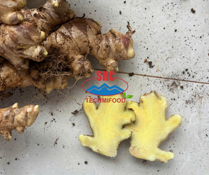 Gingembre frais naturel du Vietnam pour l'exportation, la transformation alimentaire et les importateurs en gros – Quantité conteneur complet - Product Image 2