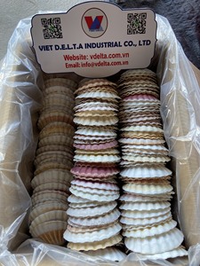 Coquillages naturels écologiques du Vietnam |   Coquillages décoratifs pour l'artisanat, la décoration intérieure, les loisirs créatifs et la vente en gros - Product Image 2