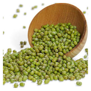 Proveedor mayorista de frijoles mung verdes para la producción de dal, molienda de harina, germinación e industrias culinarias a nivel mundial - Product Image 1