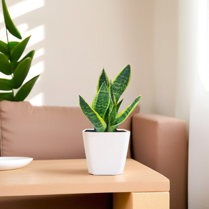 กระถางดอกไม้พลาสติกทรงสี่เหลี่ยม13ซม. ภาชนะตกแต่งทันสมัยเหมาะสำหรับปลูกในบ้านกลางแจ้งในร่มสมุนไพรปลูกผัก - Product Image 6