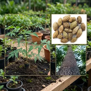 Graines de Neem de Malabar (Melia Dubia) à croissance rapide, traitées par RK Seeds, à usage polyvalent pour la fabrication de contreplaqué et de bois d'œuvre en Inde - Product Image 5