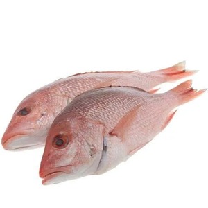 Red Seabream <b>Fish</b> Frozen for Packaging and Processing - Product Image 5