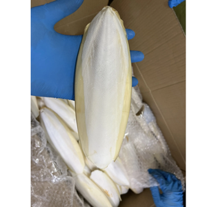 First Grade Dried Cuttlefish Bone VF Natural Bird Cage Accessory For Professional Pet Suppliers Parrot Breeders And <b>Aviaries</b> - Product Image 6