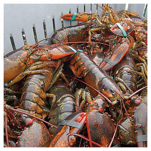 Homards de haute pureté pour stockage à froid à long terme, emballage en vrac et expédition internationale - Product Image 2