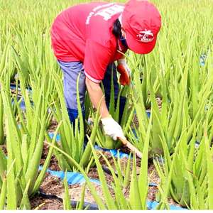 Jus de purée d'aloe vera 500ml - Saveur Passion NFC Vente en gros Marque privée Fabricant Vietnamien 24 Canettes - Product Image 5