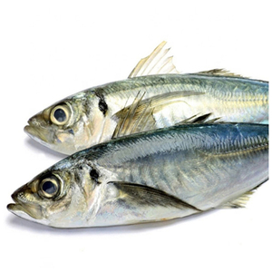Pescado Congelado Orgánico: Caballa del Pacífico/Índico/Atlántico, Partes del Cuerpo de Caballa, Conservación en Agua, Precios Competitivos, Venta al por Mayor - Product Image 6