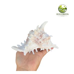 Concha de Murex Blanca Gigante, Concha Marina Espinosa Genuina, Pulida, con Diseño Floral, Espécimen Marino Raro, Coleccionable, para Exhibición en Museos o en el Hogar - Product Image 6