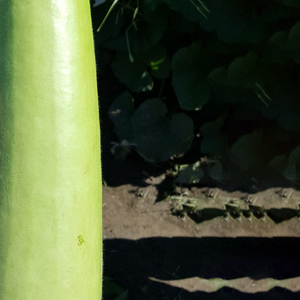 Courge en bouteille saine, légume frais, produit agricole naturel, ingrédient de cuisine sain, aliments nutritifs, vente en gros, export en vrac - Product Image 4