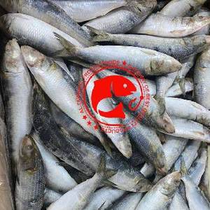 Sardines congelées saines riches en oméga 3, protéines, pêchées en eau sauvage, goût frais, idéales pour griller/fricoter/conserver, Pakistan, 12 mois - Product Image 1